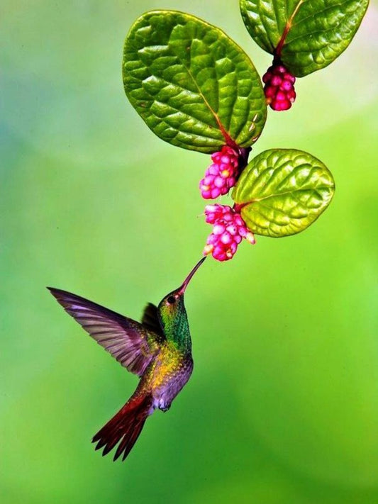 Hummingbird | Diamond Painting