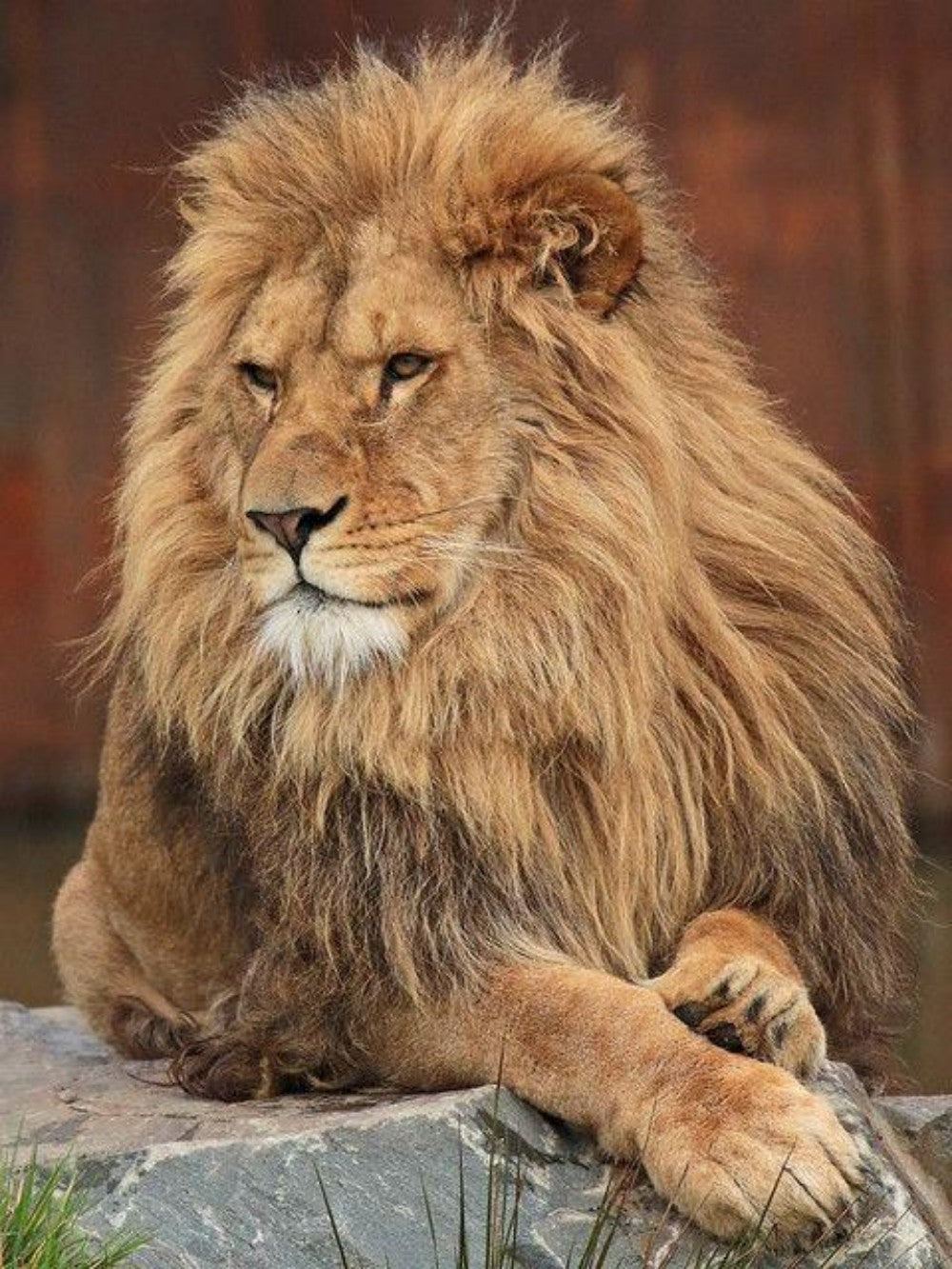 Lion | Diamond Painting