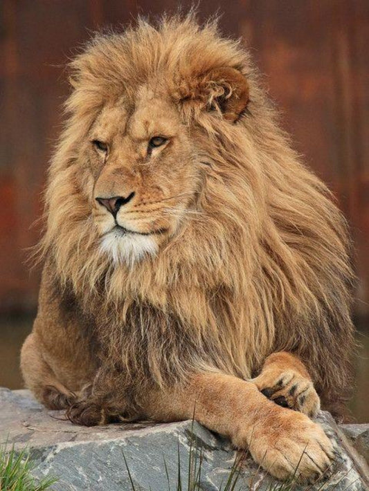 Lion | Diamond Painting