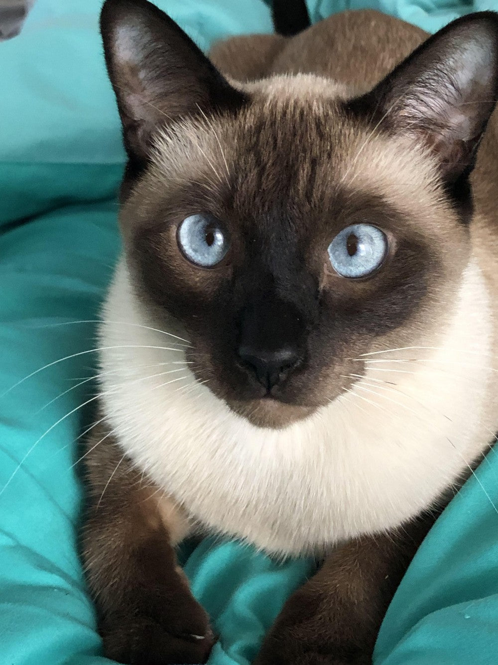 Siamese Cat | Diamond Painting