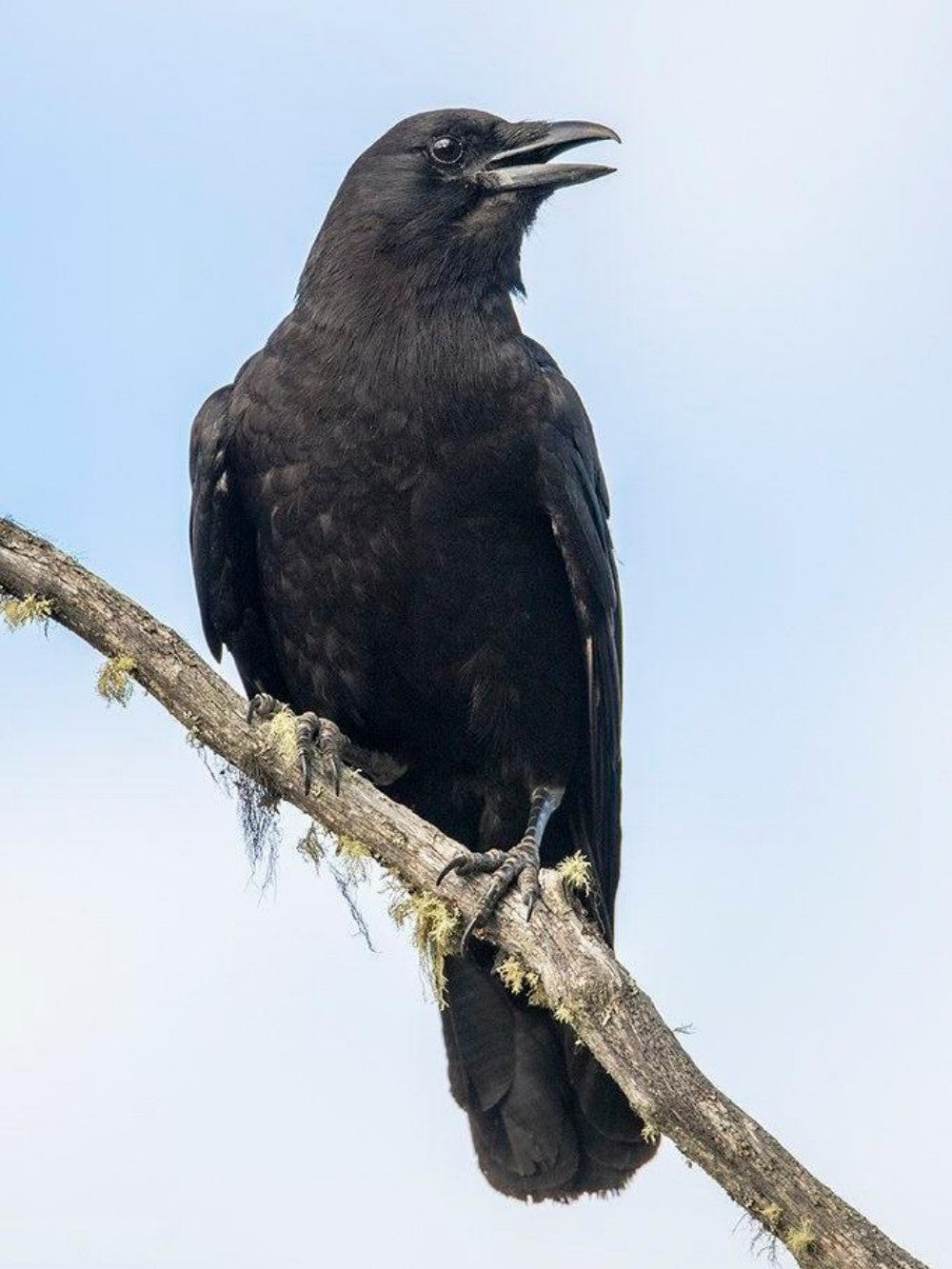 Crow | Diamond Painting