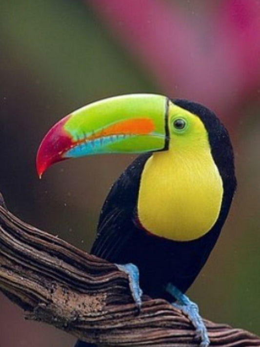 Toucan Bird | Diamond Painting