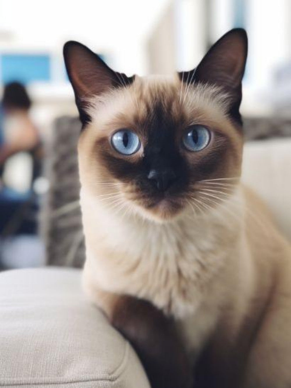 Siamese Cat | Diamond Painting