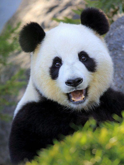 Panda | Diamond Painting