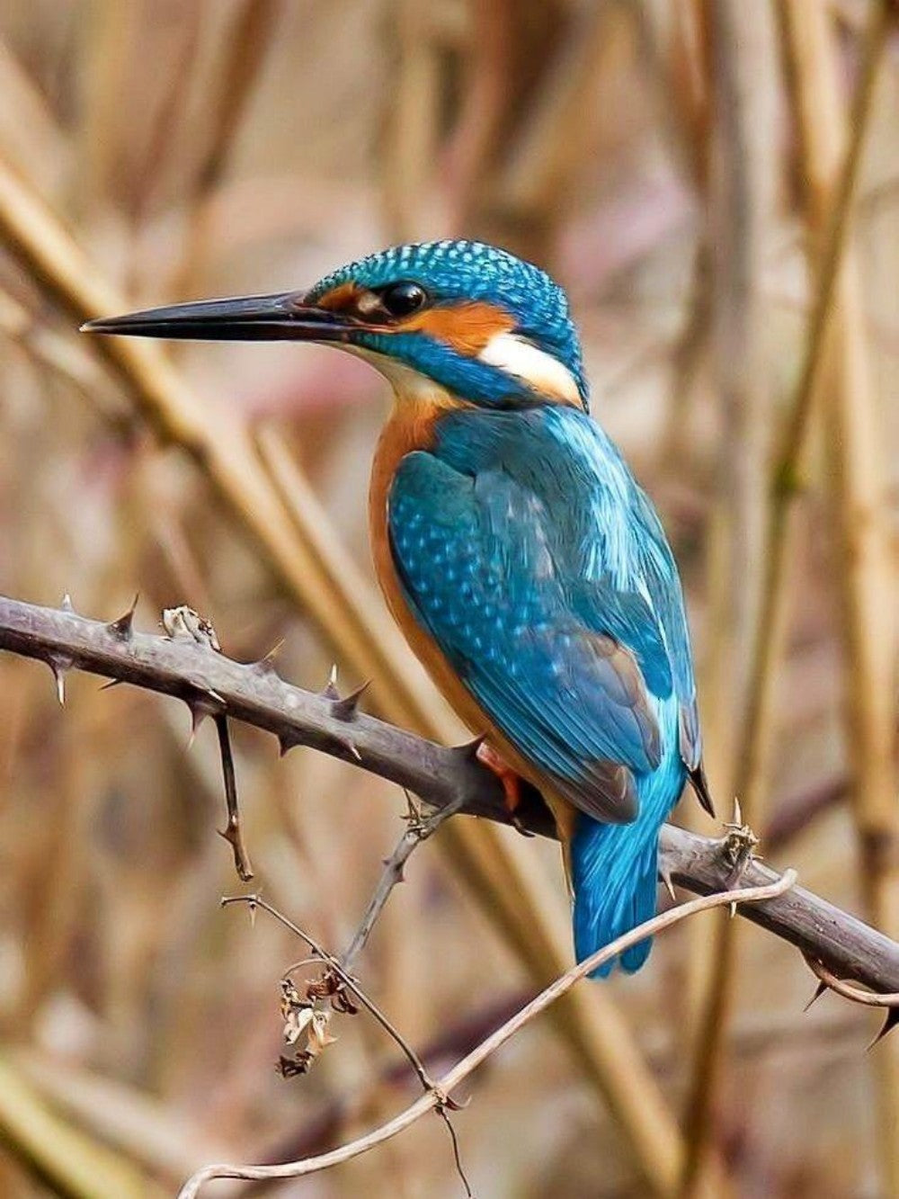 Kingfisher | Diamond Painting