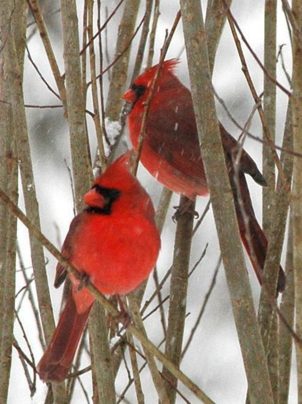 Cardinal | Diamond Painting