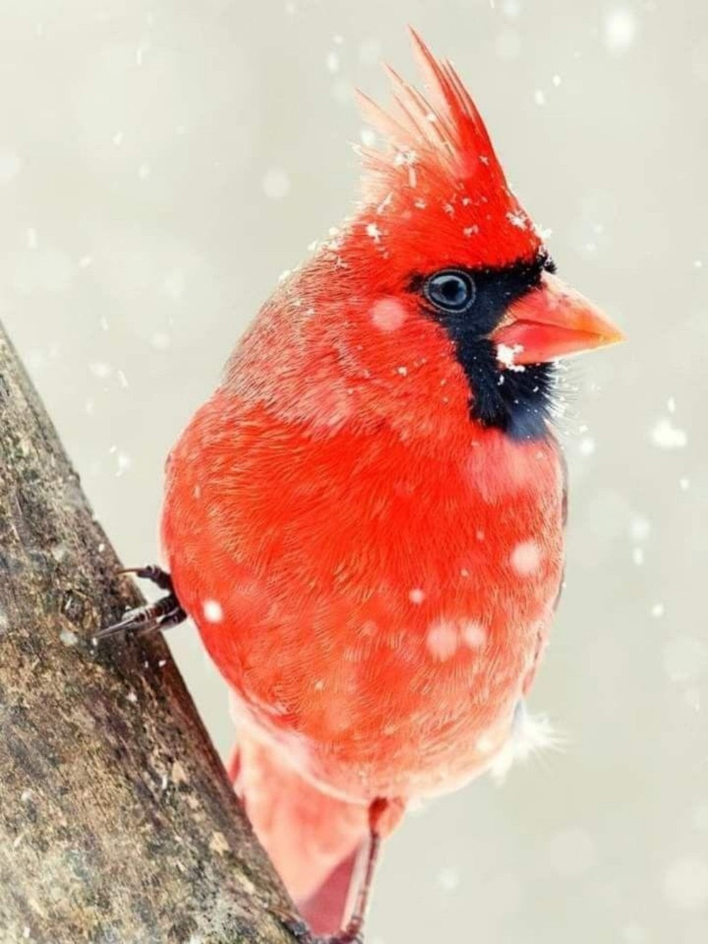 Cardinal | Diamond Painting