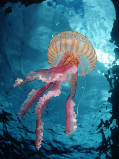 Jellyfish | Diamond Painting