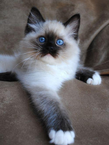 Siamese Cat | Diamond Painting