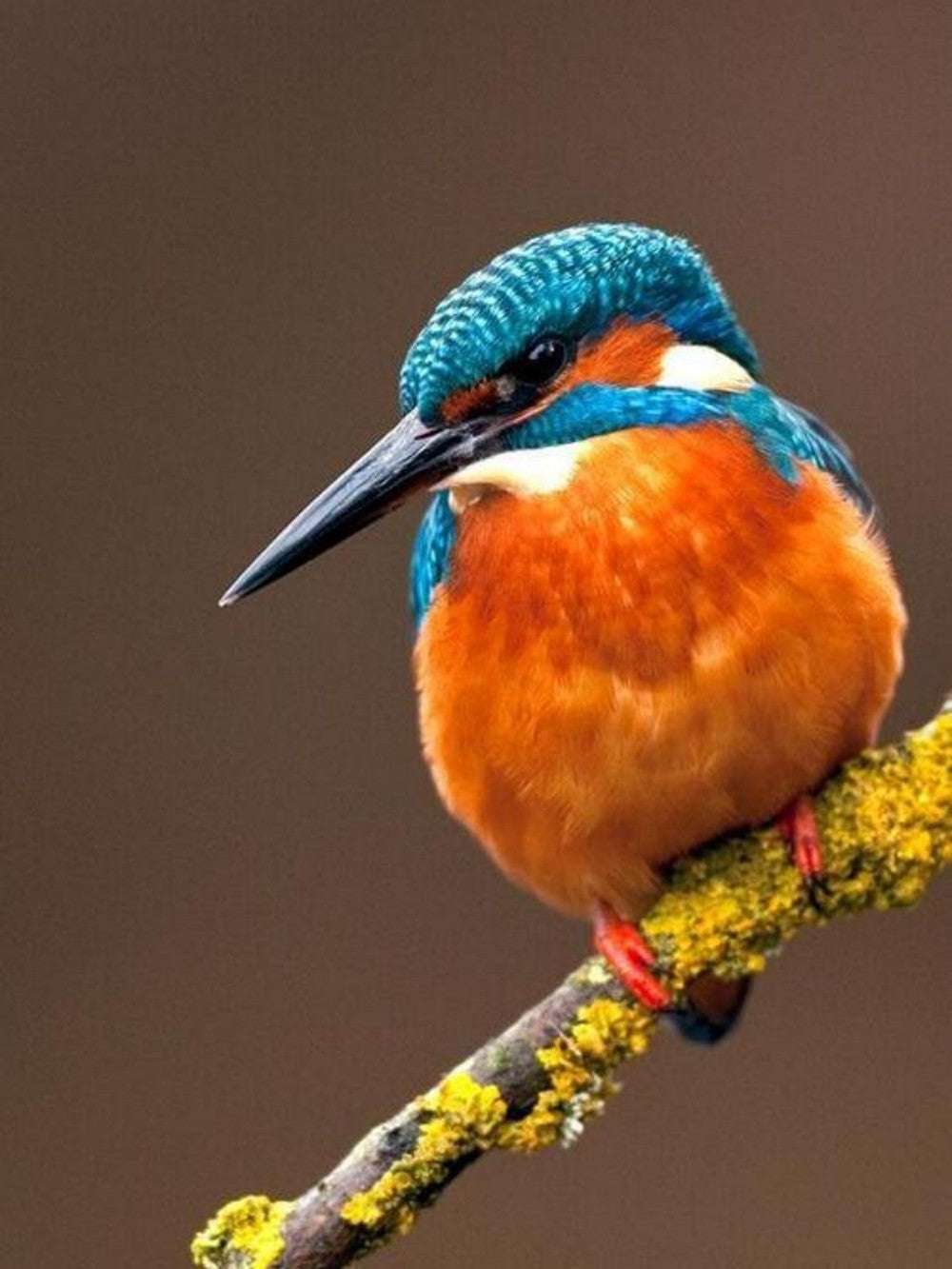 Kingfisher | Diamond Painting