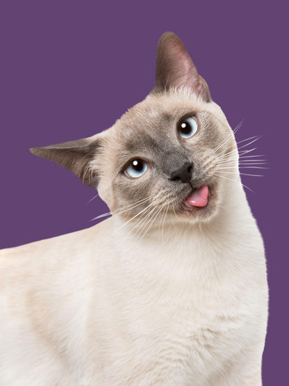 Siamese Cat | Diamond Painting