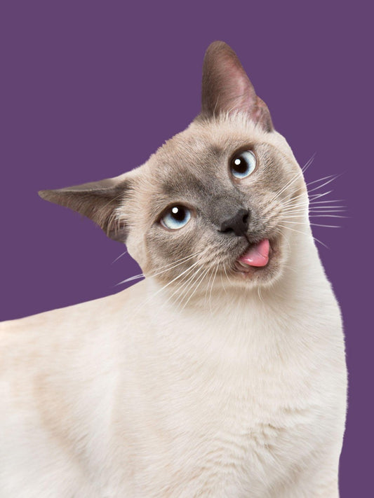 Siamese Cat | Diamond Painting