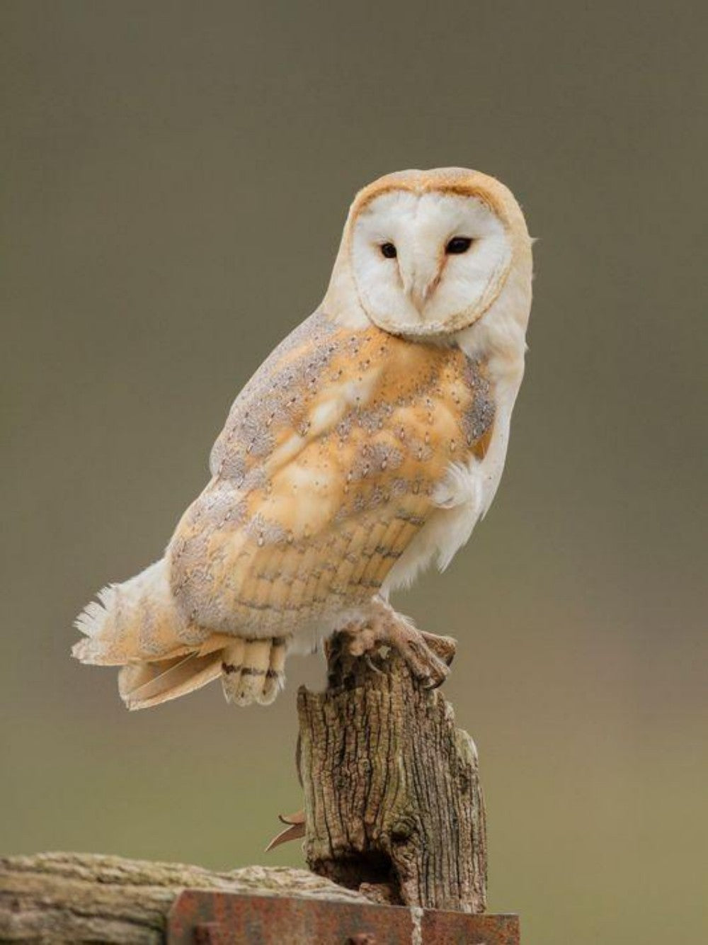 Barn Owl | Diamond Painting