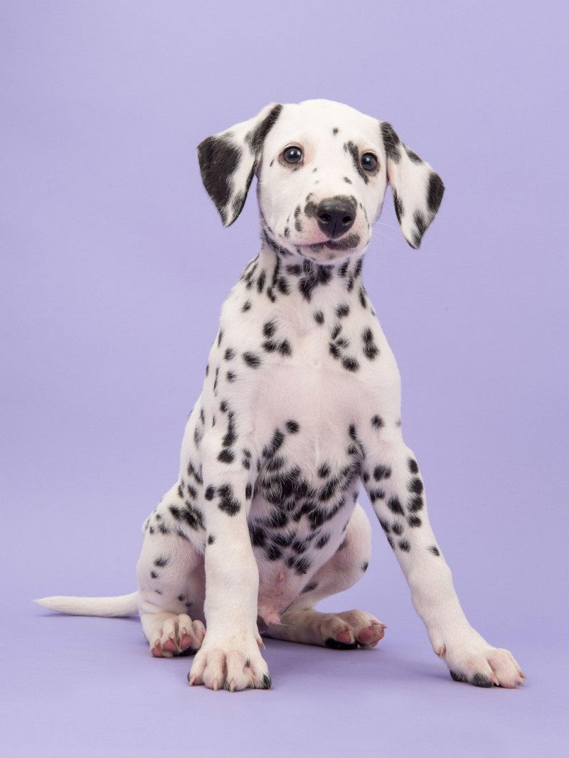 Dalmatians Dog | Diamond Painting