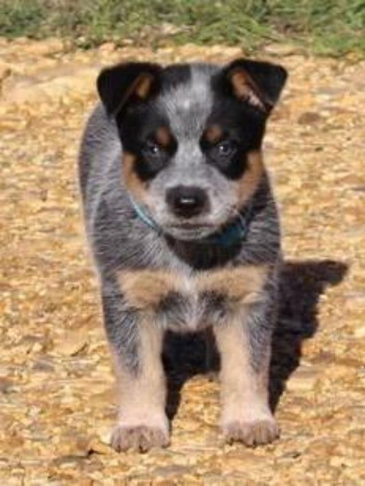 Cattle Dog (Blue Heeler) | Diamond Painting