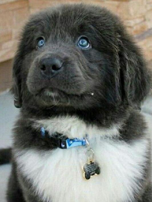Newfoundland Dog | Diamond Painting