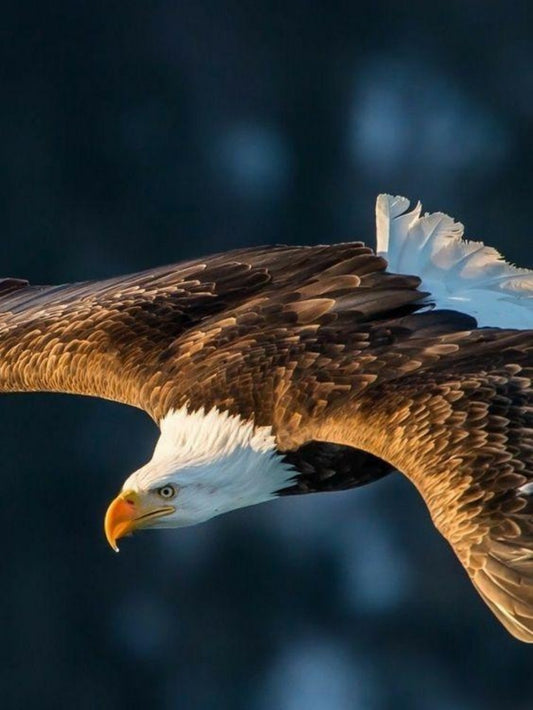 Eagle | Diamond Painting