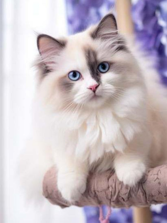 Ragdoll Cat | Diamond Painting