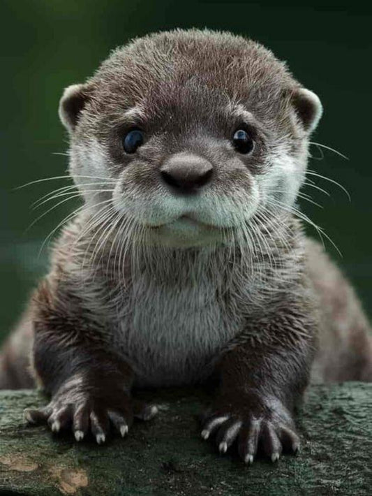 Sea Otter | Diamond Painting