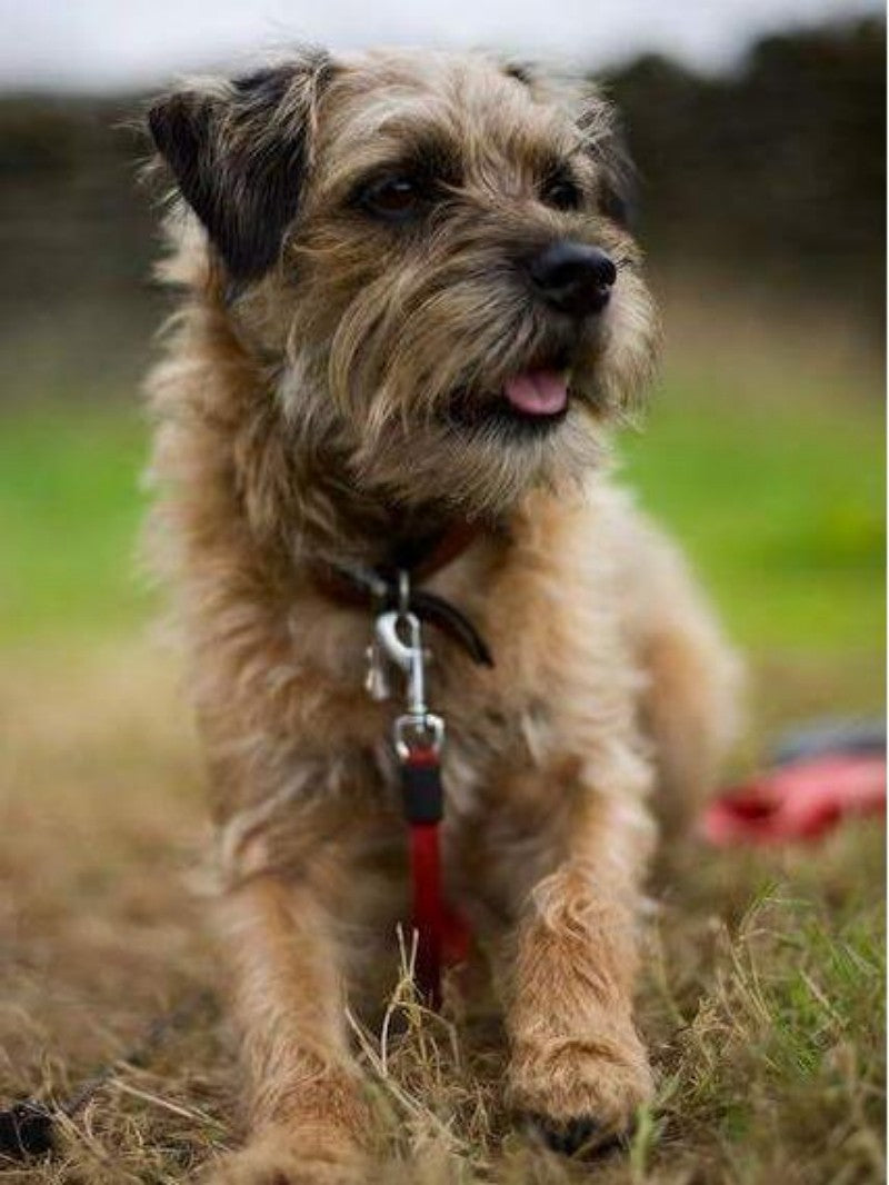 Dog Border Terrier | Diamond Painting