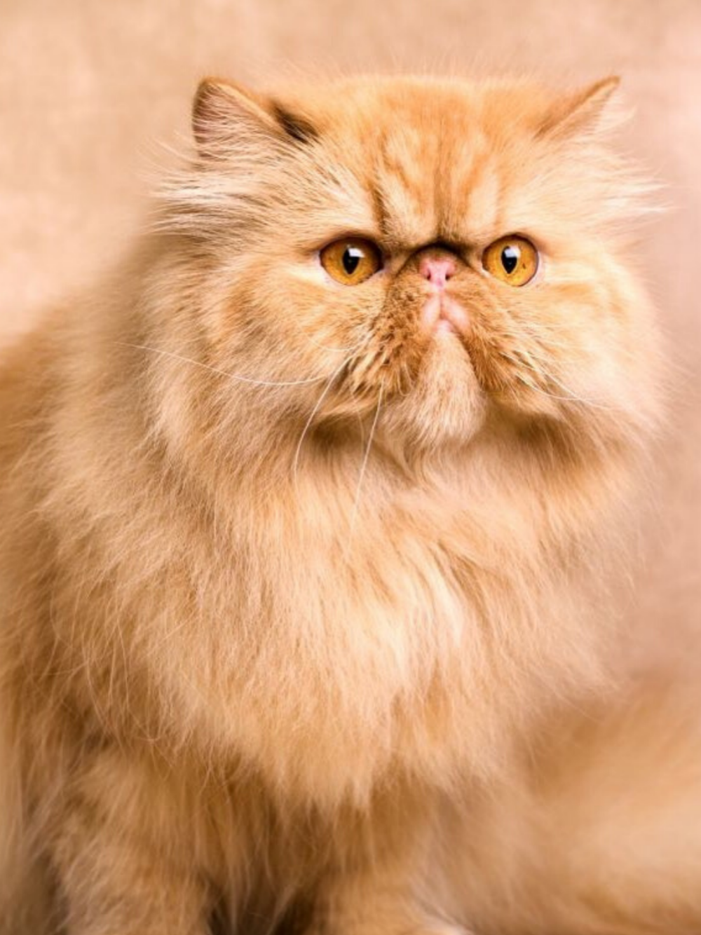 Persian Cat | Diamond Painting