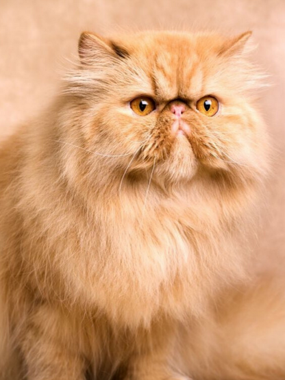 Persian Cat | Diamond Painting