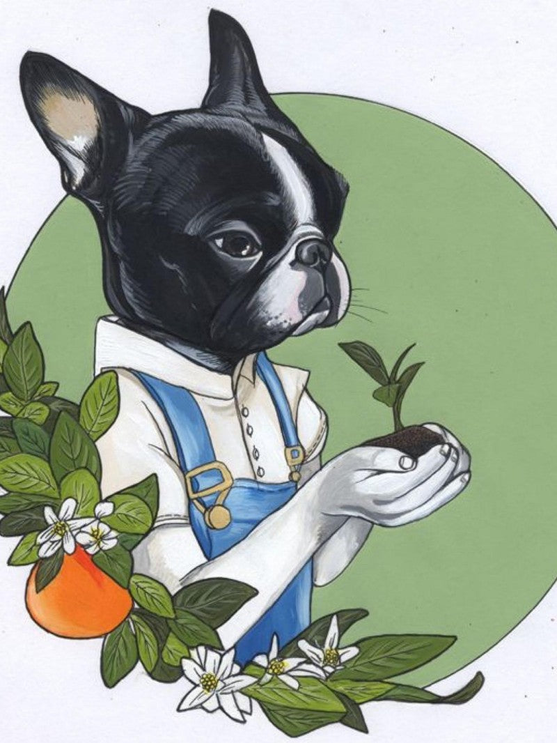 Boston Terrier Dog | Diamond Painting