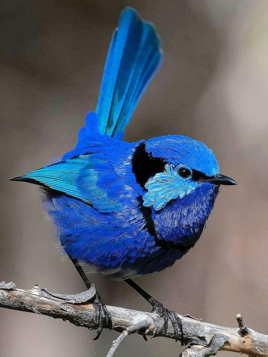 Blue Wren | Diamond Painting