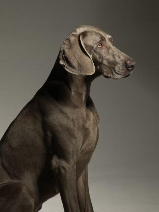 Weimaraner Dog | Diamond Painting