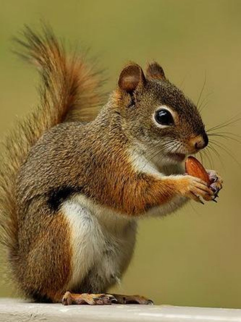 Squirrel | Diamond Painting