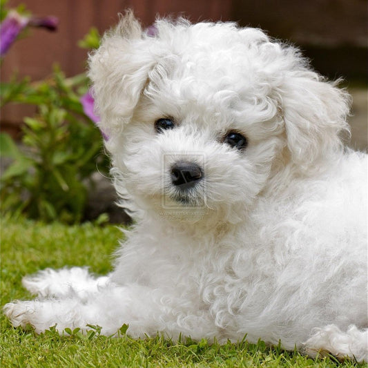Dog Bichon Frise | Diamond Painting
