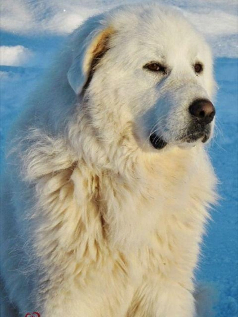 Great Pyrenees Dog | Diamond Painting