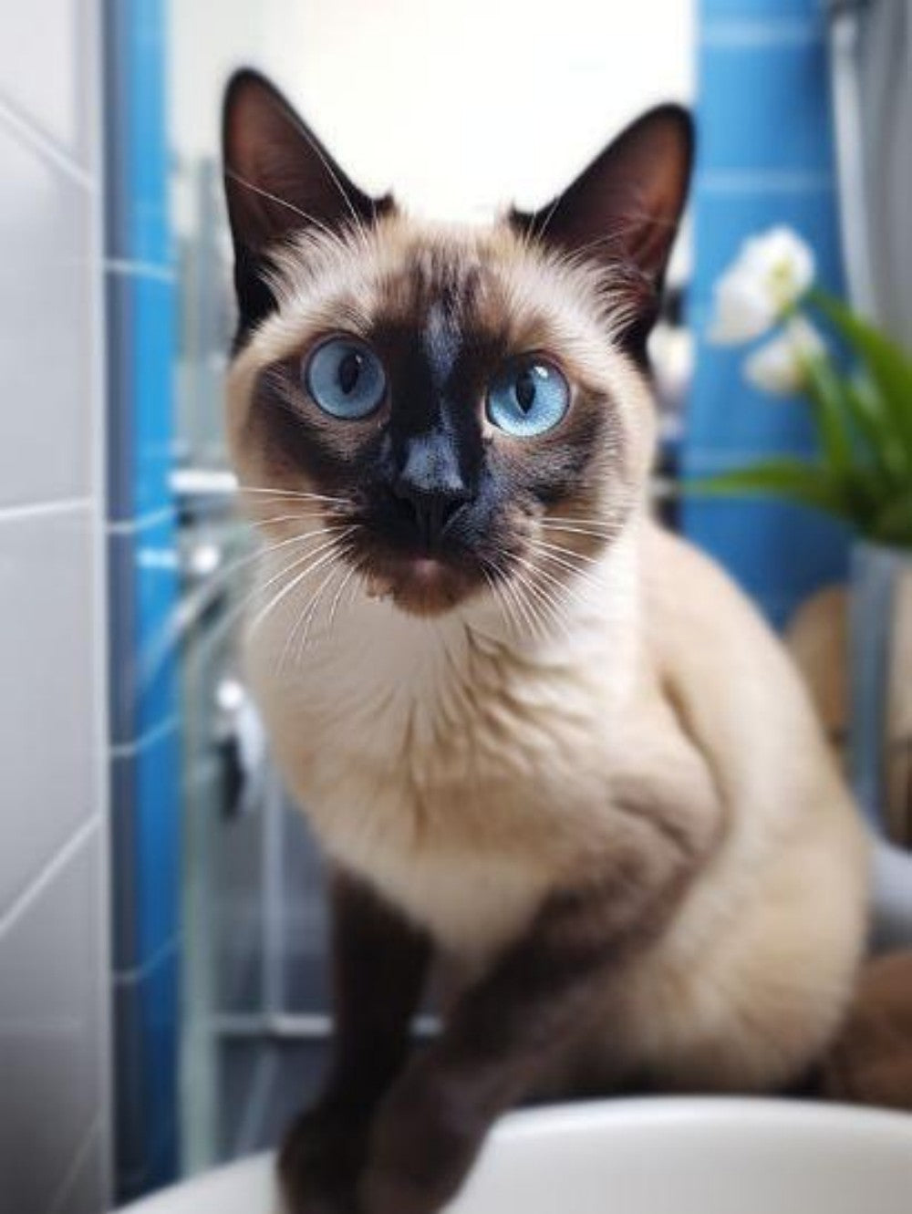 Siamese Cat | Diamond Painting