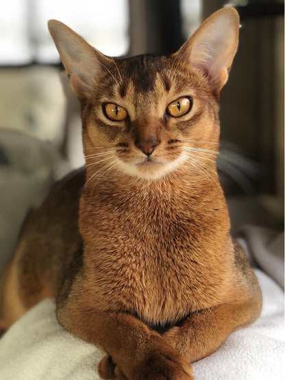 Abyssinian Cat | Diamond Painting
