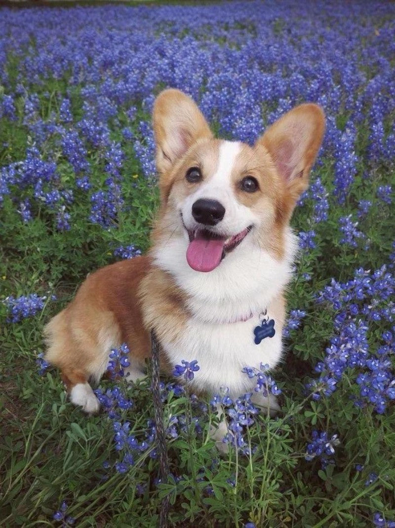 Corgi Dog | Diamond Painting