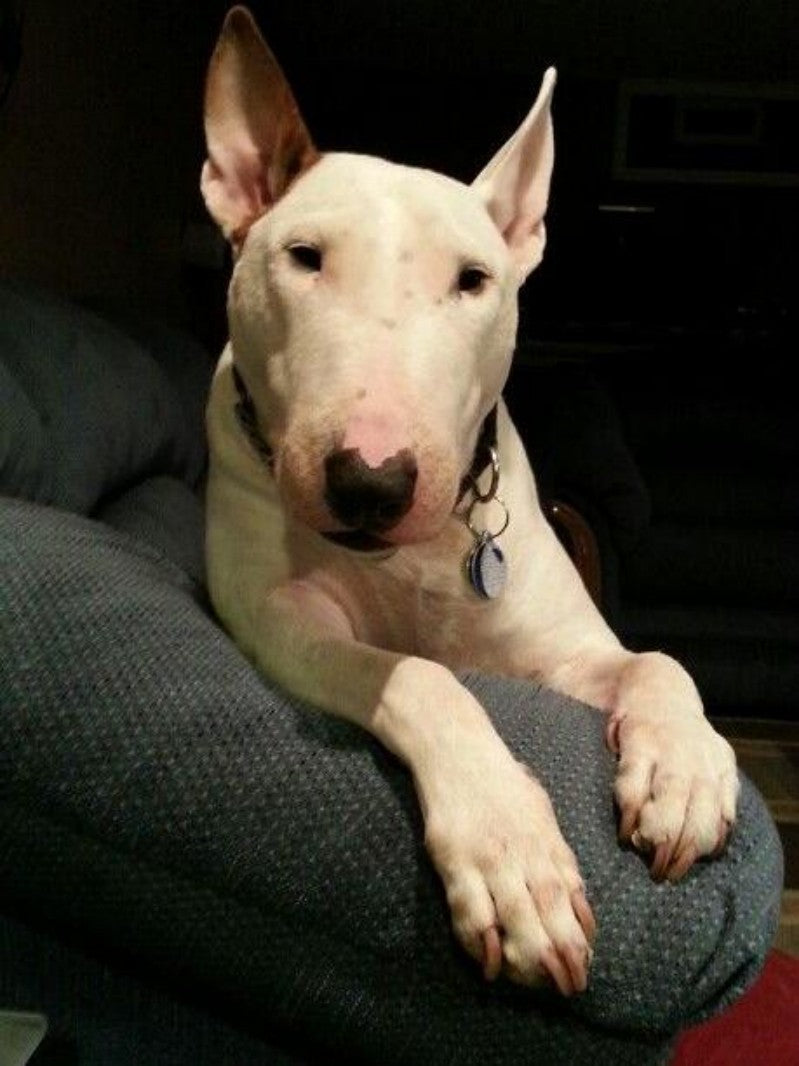 English Bull Terrier Dog | Diamond Painting