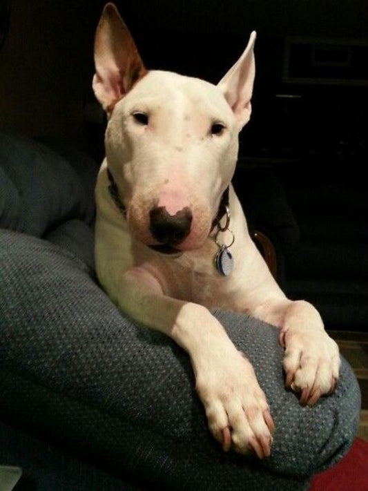 English Bull Terrier Dog | Diamond Painting