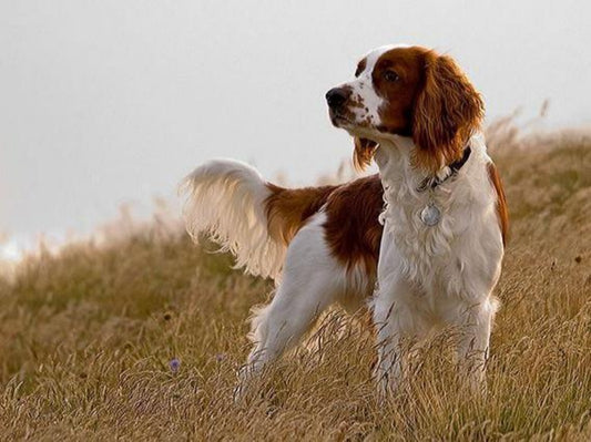 Brittany Spaniel Dog | Diamond Painting