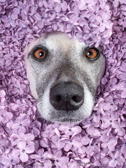 Whippet Dog | Diamond Painting