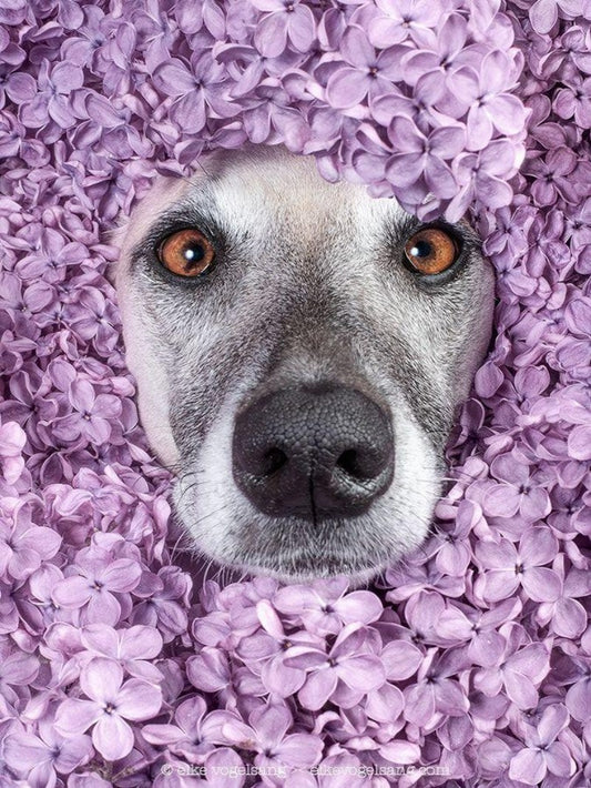 Whippet Dog | Diamond Painting