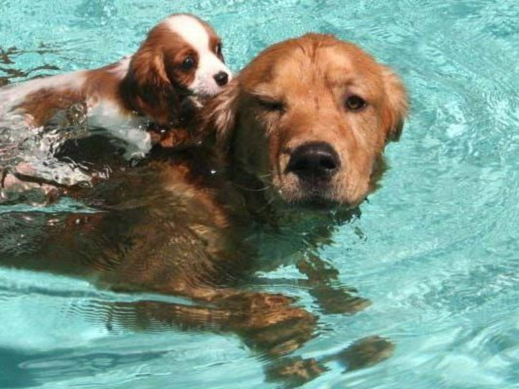 Underwater Dog | Diamond Painting