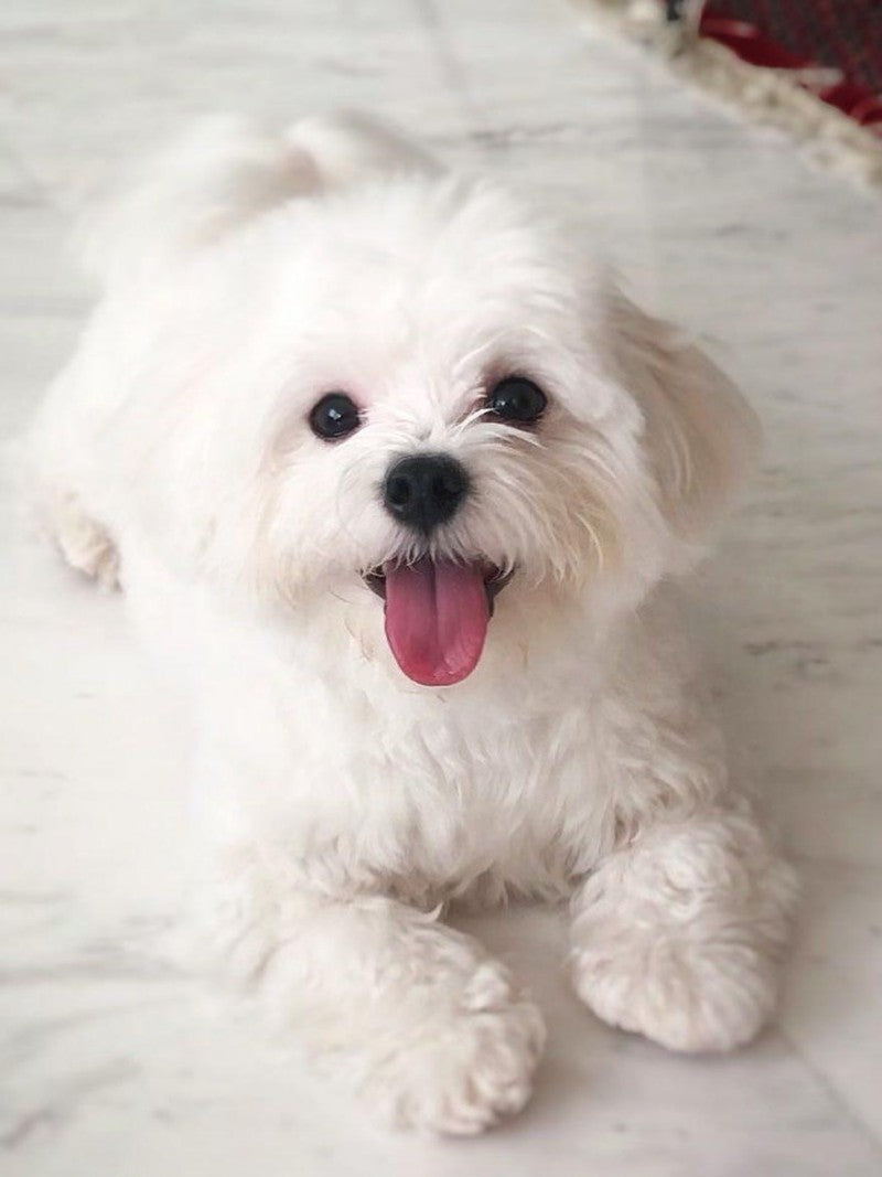 Dog Bichon Frise | Diamond Painting