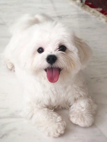 Dog Bichon Frise | Diamond Painting