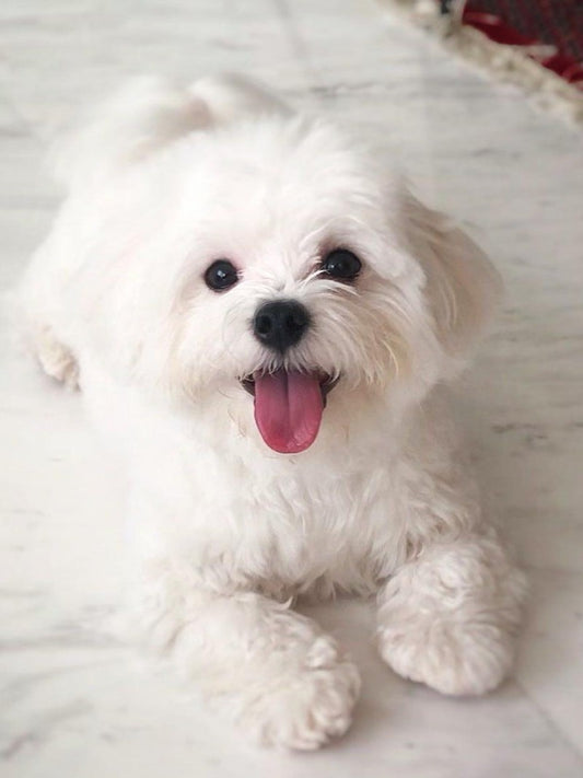 Dog Bichon Frise | Diamond Painting