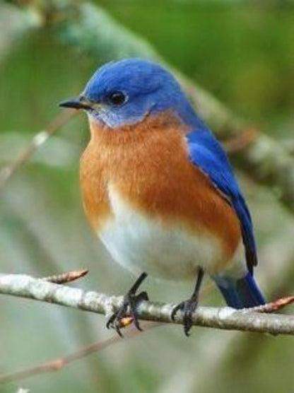 Blue Bird | Diamond Painting