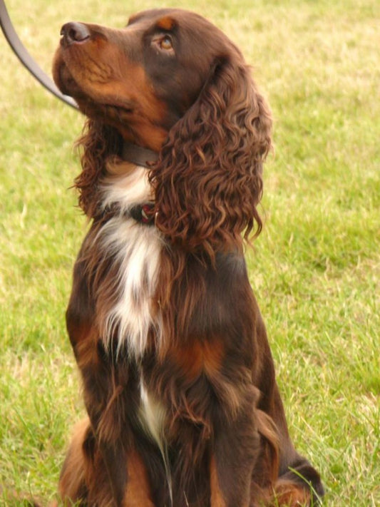 English Springer Spaniel Dog | Diamond Painting