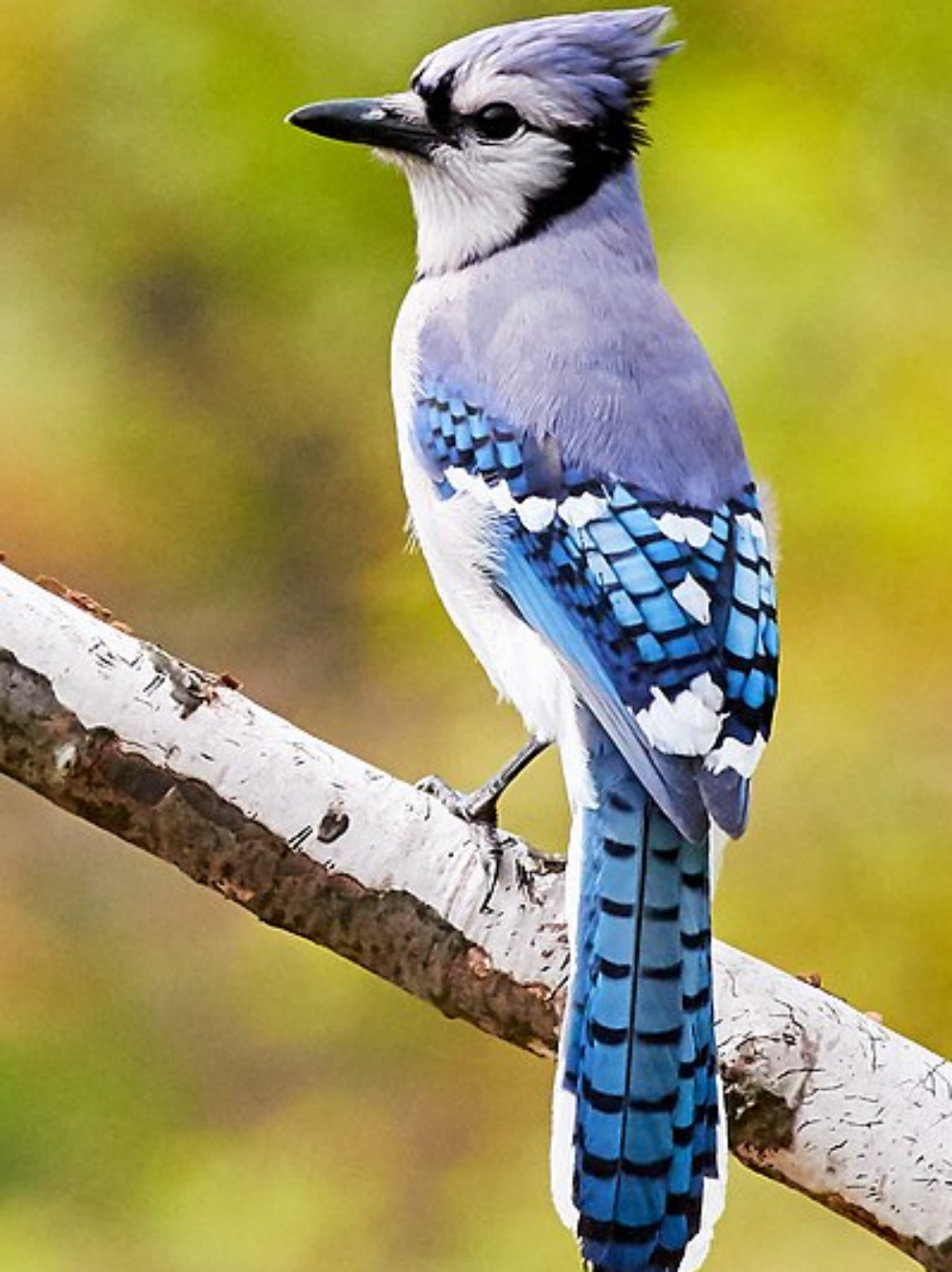 Blue Jay | Diamond Painting