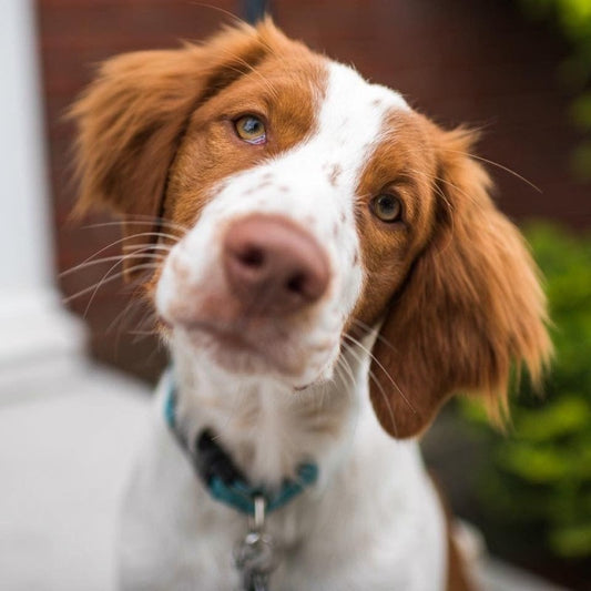 Brittany Spaniel Dog | Diamond Painting