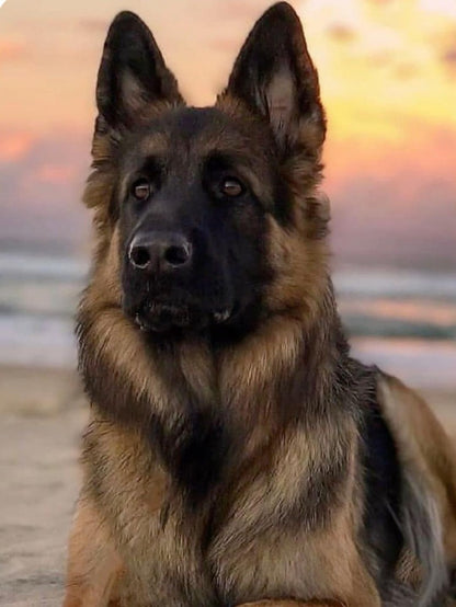 Dog German Shepherd | Diamond Painting