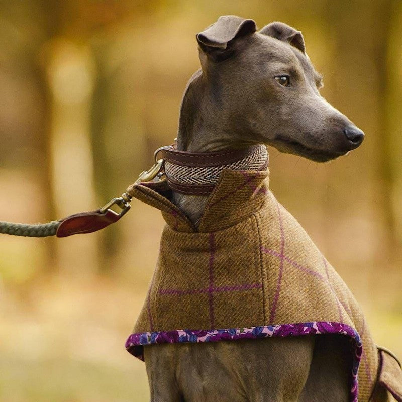 Greyhound Dog | Diamond Painting